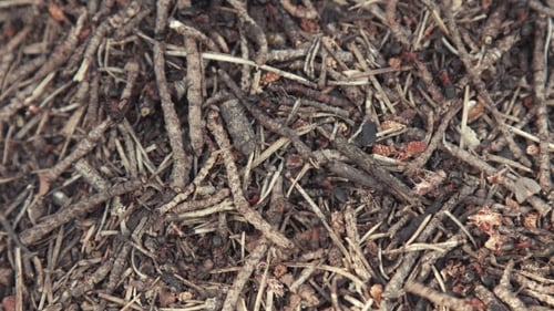 Wald Ameisenhaufen Live