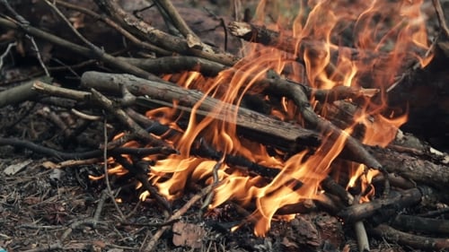 Forest Bonfire Inflaming