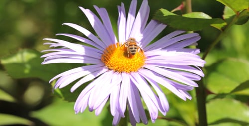Bees Gathering Pollen on Purple Flower, Close Up