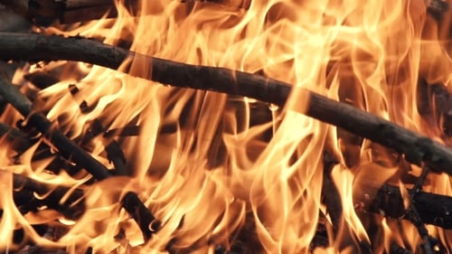 Forest Bonfire Inflaming