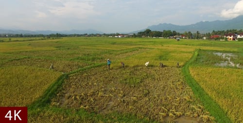 Farmer Reaping the Rice Together