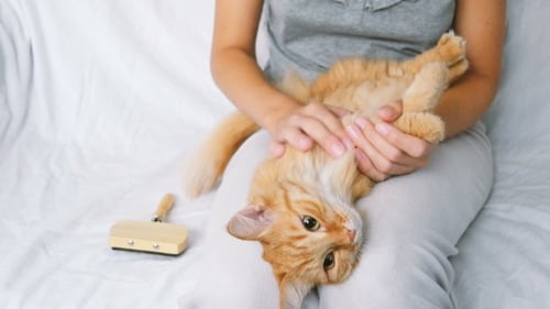 Woman Grooming an Orange Cat on Couch