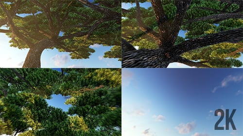 Dynamic Camera Fly-Through Tree to Sky Reveal