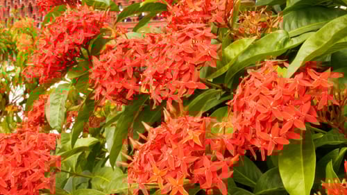 Red Flowers Blooming on a Green Tropical Plant