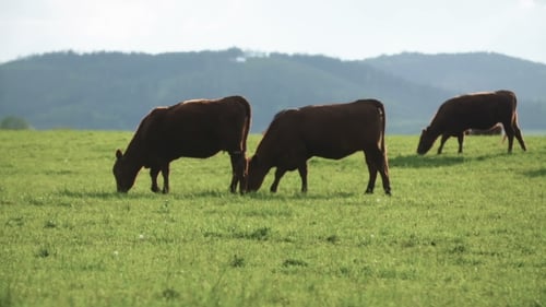 Cows Grazing In a Valley In New Zealand