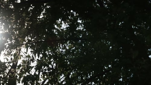 Sun Shining Through the Leaves