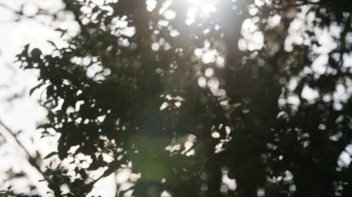 Blätter gegen die Morgensonne