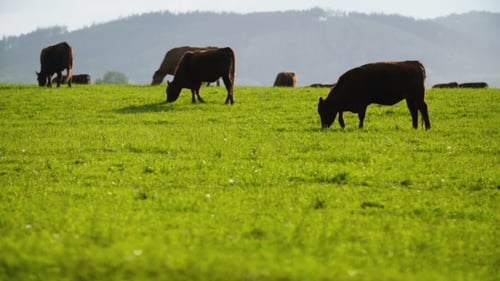 Cows Grazing In a Valley In New Zealand