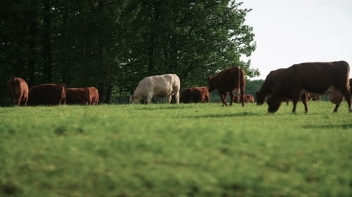 Cows Grazing In a Valley In New Zealand