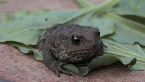 Young Toad is Slowly Going Away