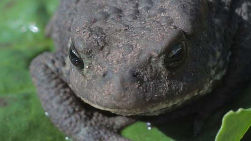 Close Up of a Brown Frog on Leaf