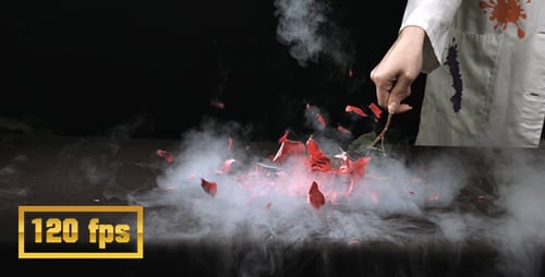 Liquid Nitrogen Freezes Flower