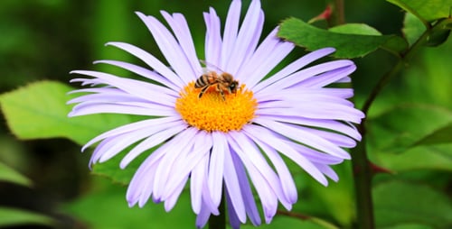 Bee Pollinating Purple Flower in Close Up Detail