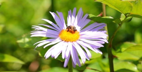Honey Bee on a Purple Daisy Flower