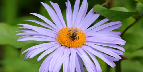 Bee Pollinating Purple Aster Flower Up Close