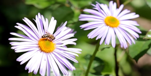 Bee Pollinating Daisy Flower in Garden