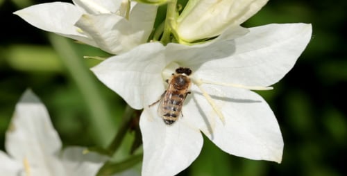 Honeybee Collects Pollen From a White Flower