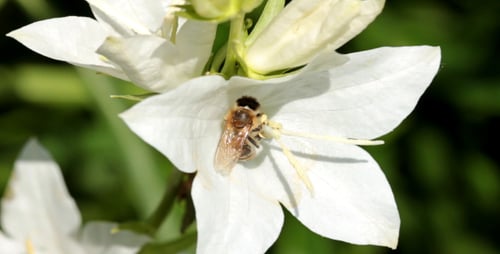 Bee Pollinating a Delicate White Flower