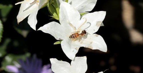Bee Pollinating White Flower Close-Up