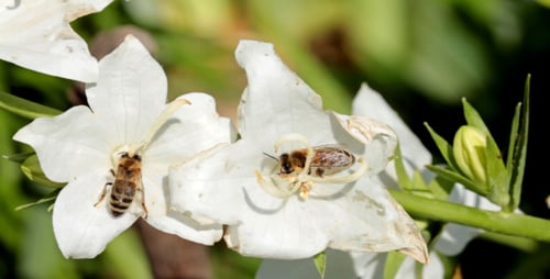 Bees Collect Pollen From White Flowers Close Up