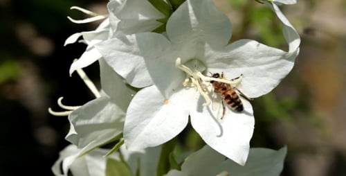 Honeybee Pollinating White Flower in Sunny Garden