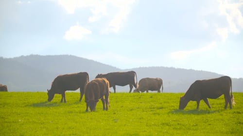 Cows Grazing Peacefully in Rural Pasture