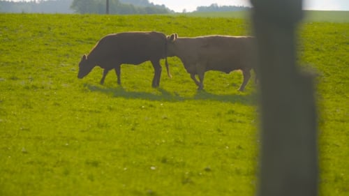 Cows Graze Quietly in a Peaceful Green Pasture