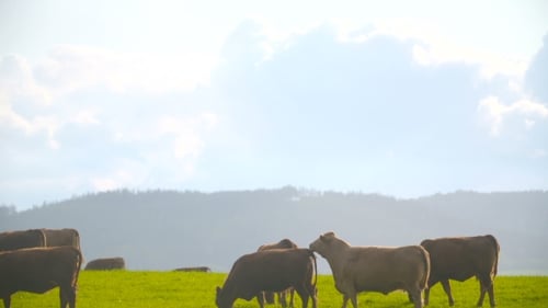 Cattle Grazing on a Green Meadow