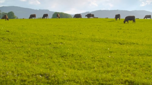 Cows Graze on a Green Grassy Hillside