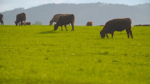 Cattle Grazing Peacefully in a Sunny Green Field