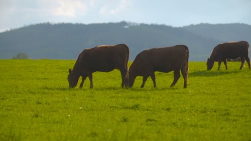 Cows Grazing Peacefully in a Green Pasture