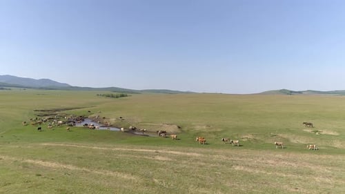 Cows On A Watering Place