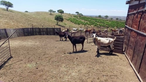 Old Farm With Goats