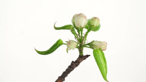 Of a Blossoming Plum Flower