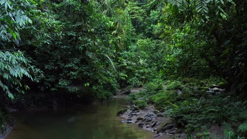 A small tropical river lined with many small plants alongside the riverbed