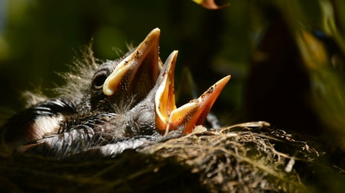 Newborn Bird Waiting in a Nest for Food