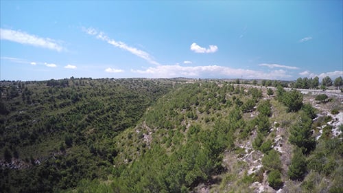 Aerial Green Forest