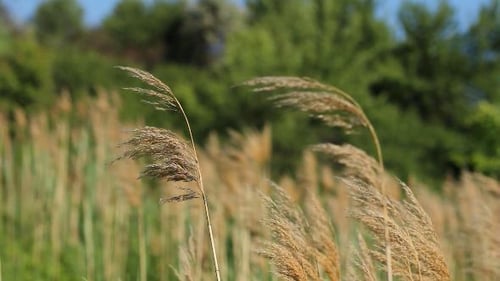 Spikes