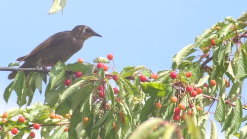 Gemeine Amsel auf den Kirschen
