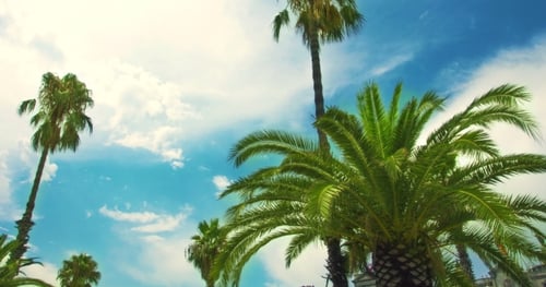 Palme auf blauem Himmel und weißen Wolken. Von Tropical Palmtree