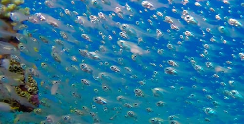 Underwater Glassfish with Blue Water Bacground