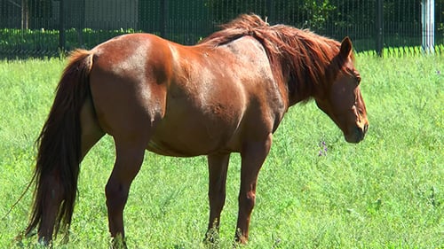 Horse Grazing in the Meadow
