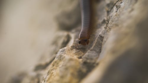 Milpiés arrastrándose sobre una piedra