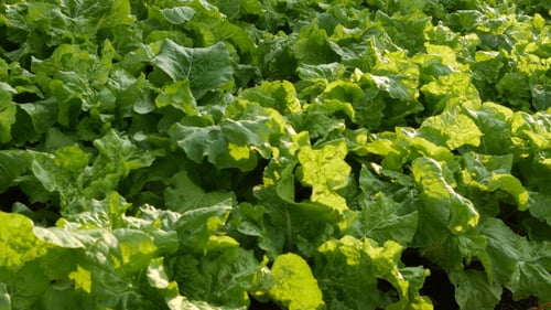 Lettuce Vegetable