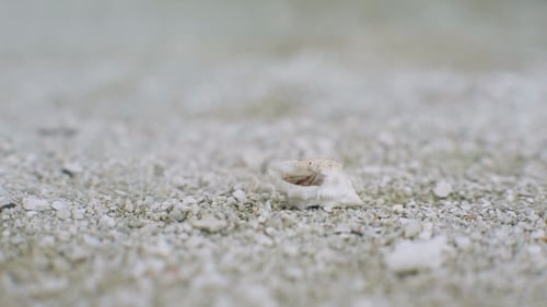 Hermit Crab Emerging from Shell on Sandy Beach