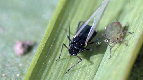 Detailed View of Insect on Leaf