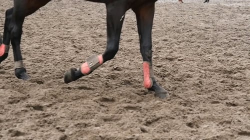 Foot Of Horse Running On Mud