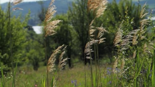 Reeds Swaying Gently in a Rural Field