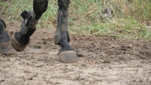 Horse Walking On Mud