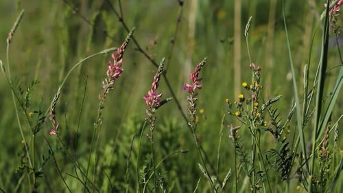 Pink Flowers Swaying in a Grassy Meadow